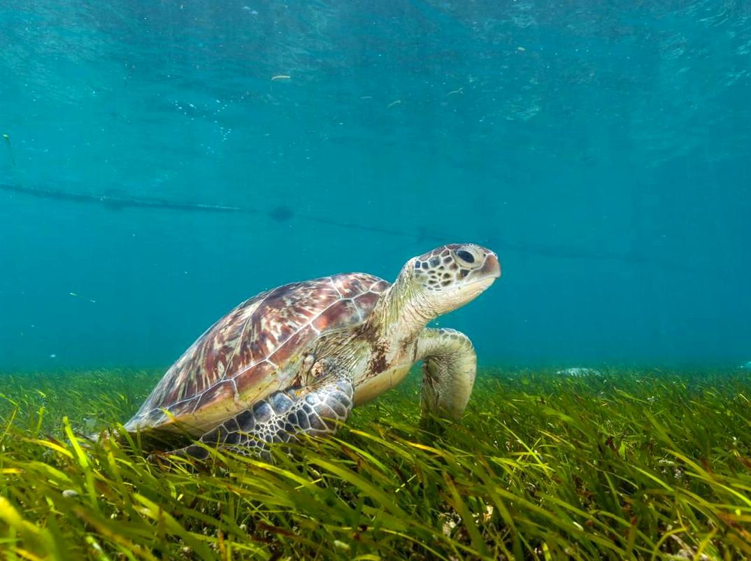 Experience Underwater Coral Views on a Semi-Submersible Trip