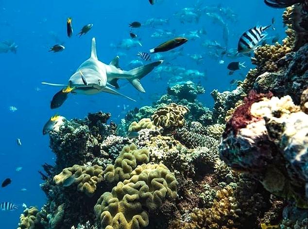 Discover Coral Ecosystems Aboard a Semi-Submersible Boat