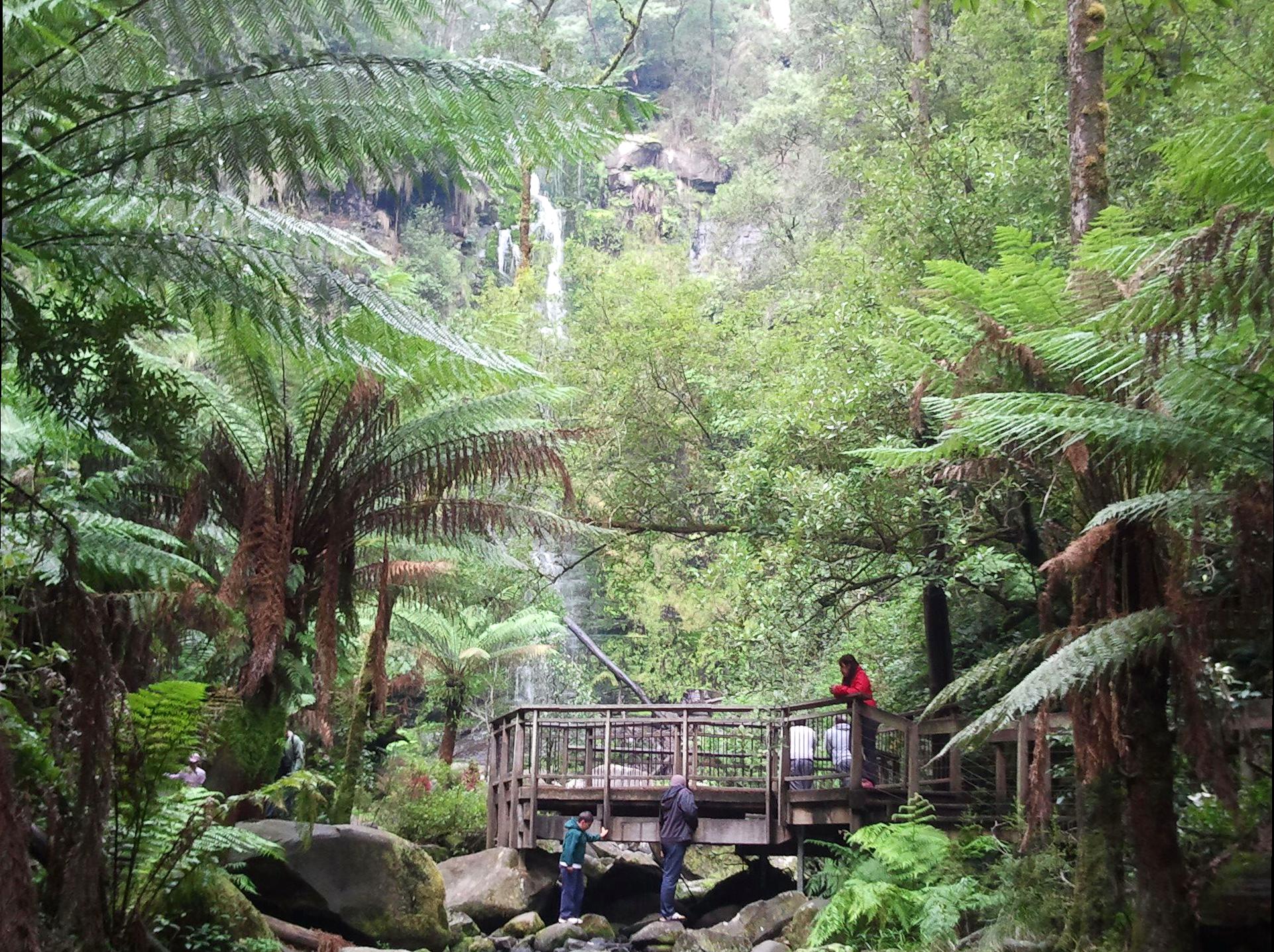 Erskine Falls: Nature's Majestic Cascade in the Otways