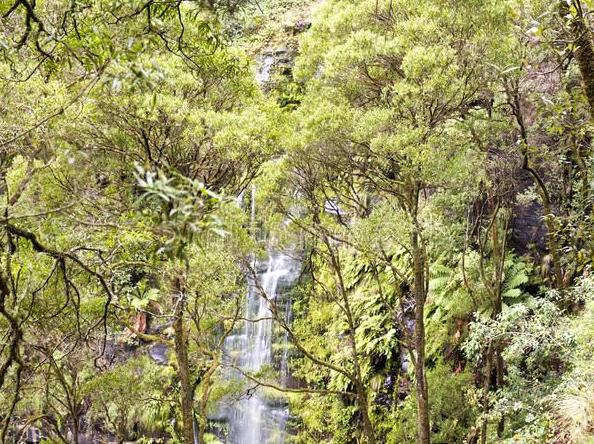 Exploring the Splendor of Erskine Falls in the Otway Region