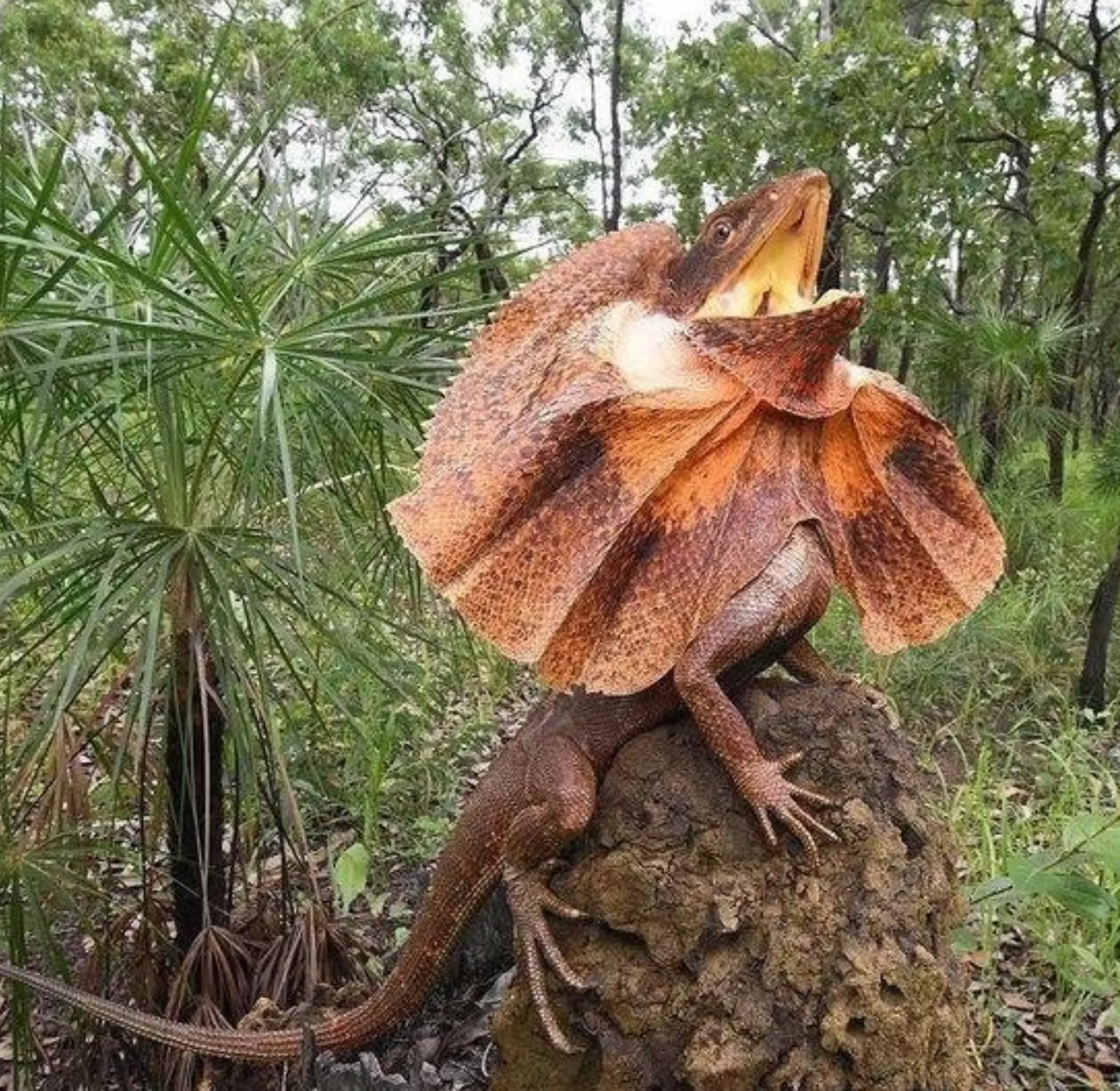 Wildlife in Kakadu National Park