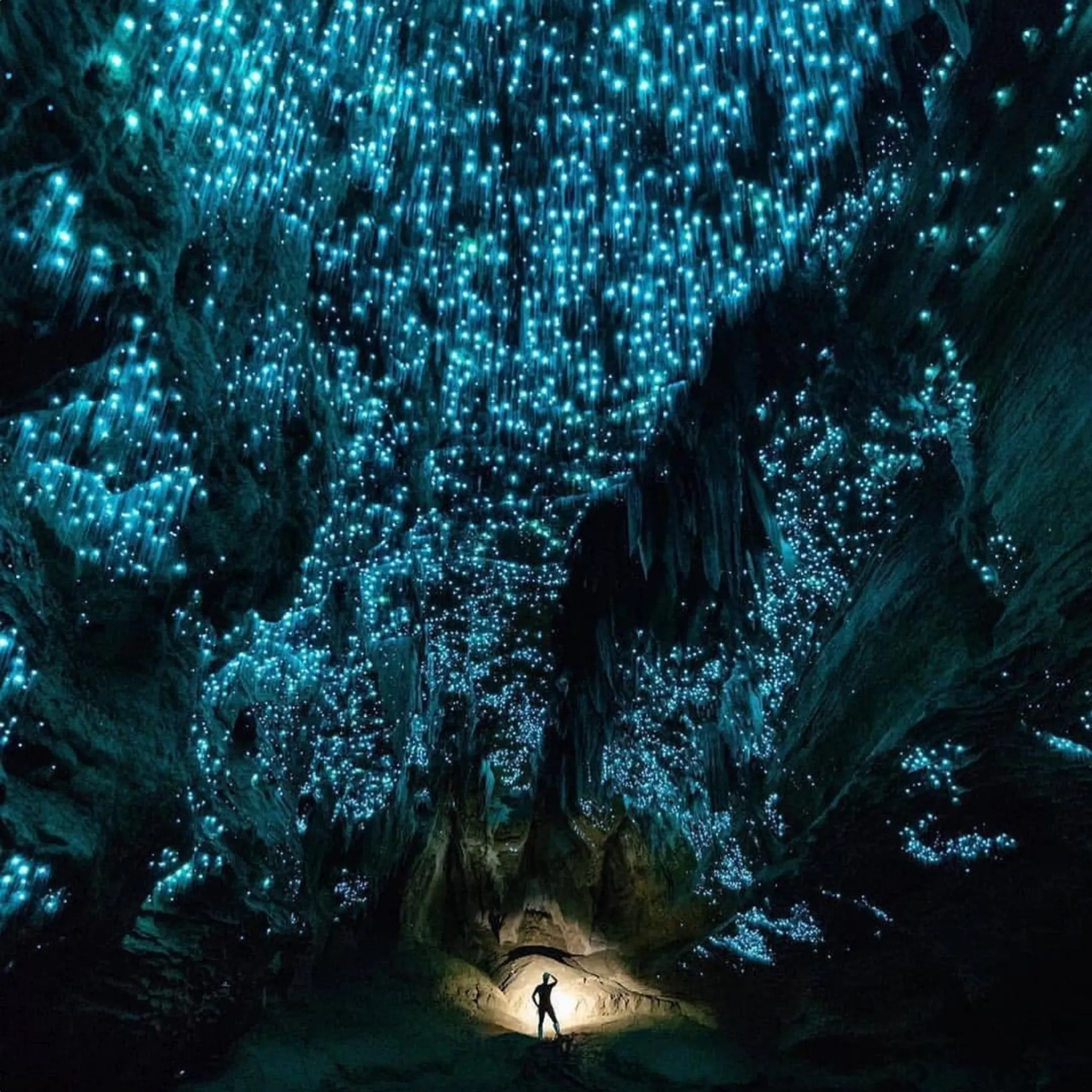 Glow Worms in Blue Mountains