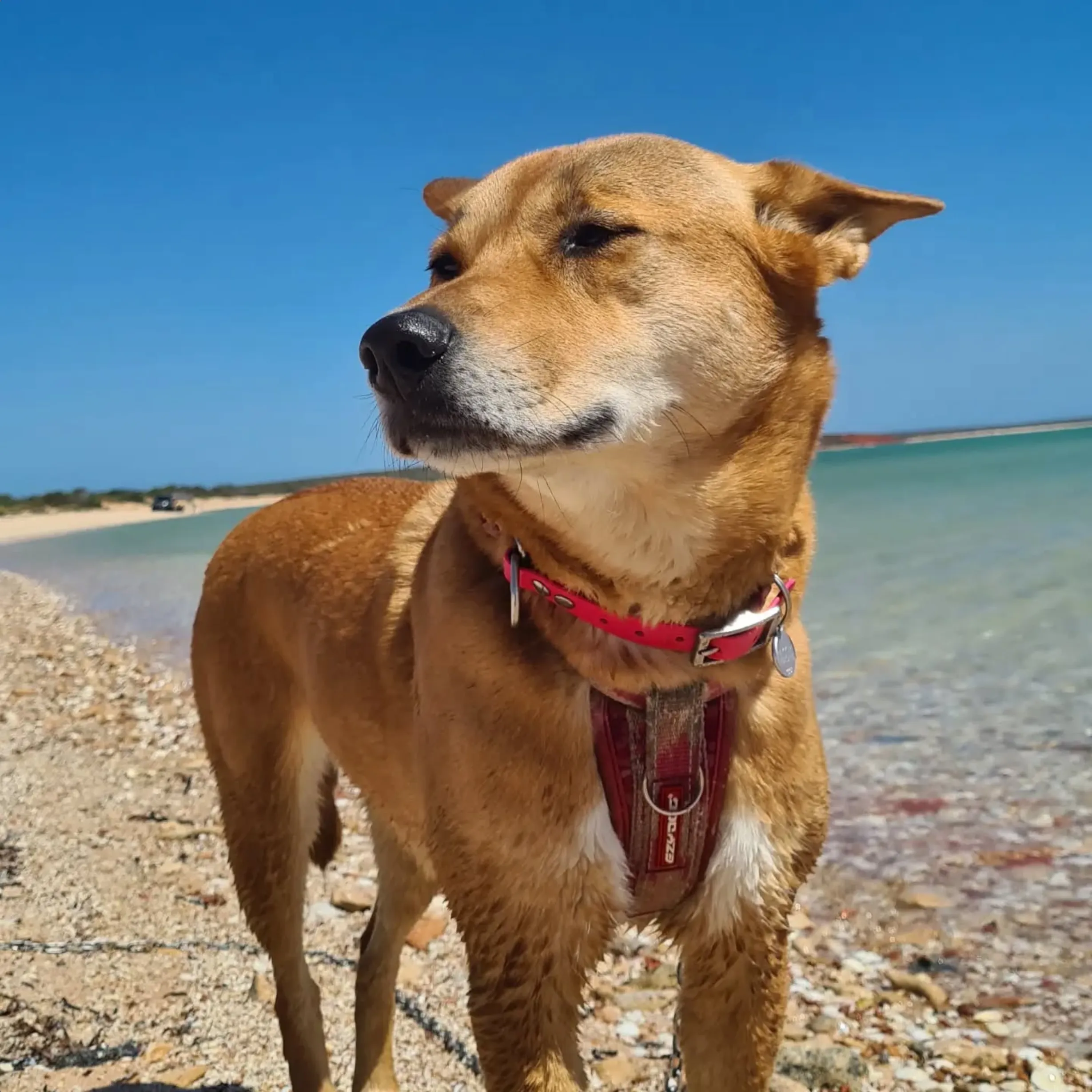 pet-friendly options, Monkey Mia