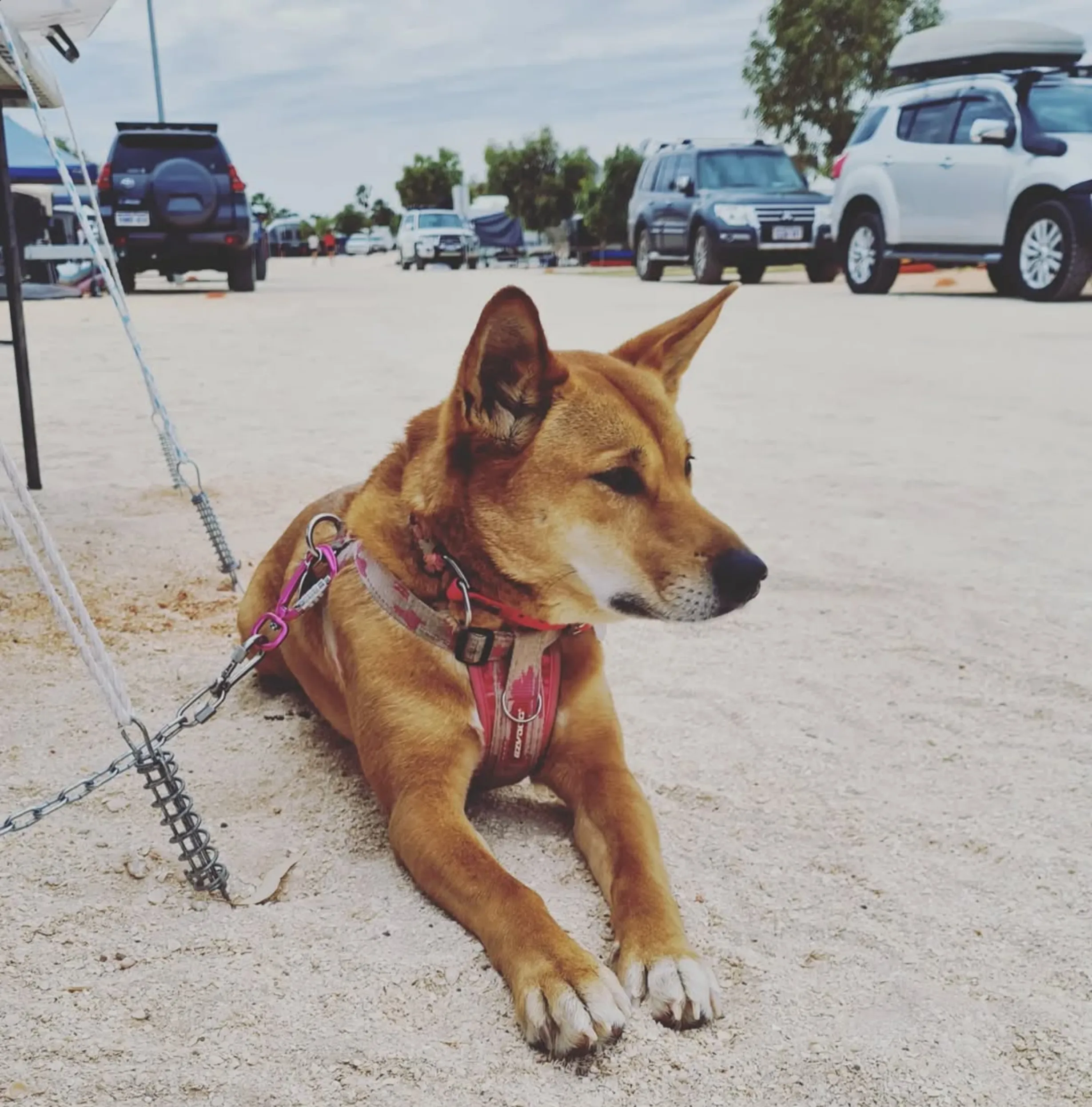 pet’s safety, Monkey Mia