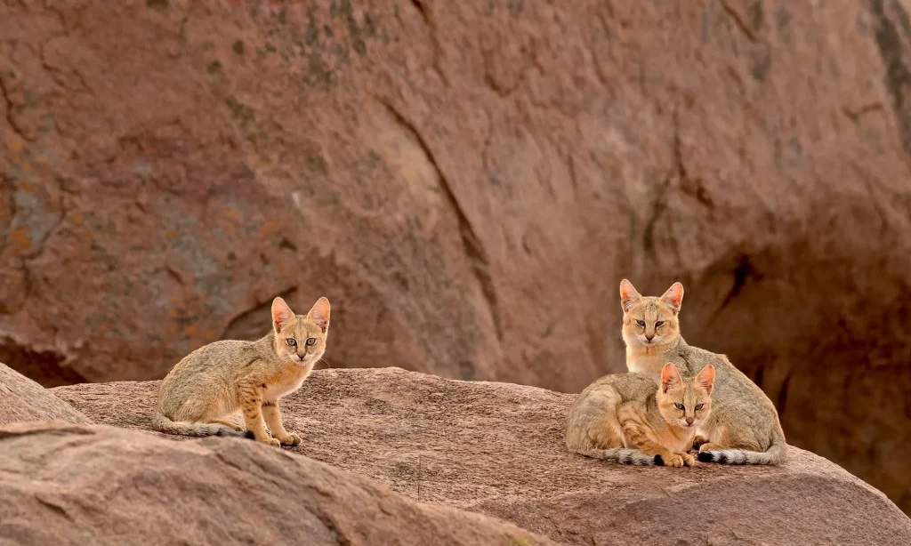 Invasive Species and Feral Animals