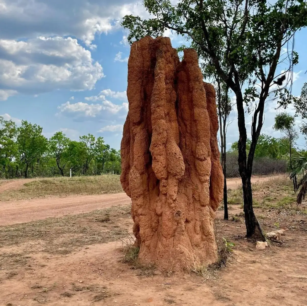 Termite Mounds, Ancient Rock and Plain Breathtaking