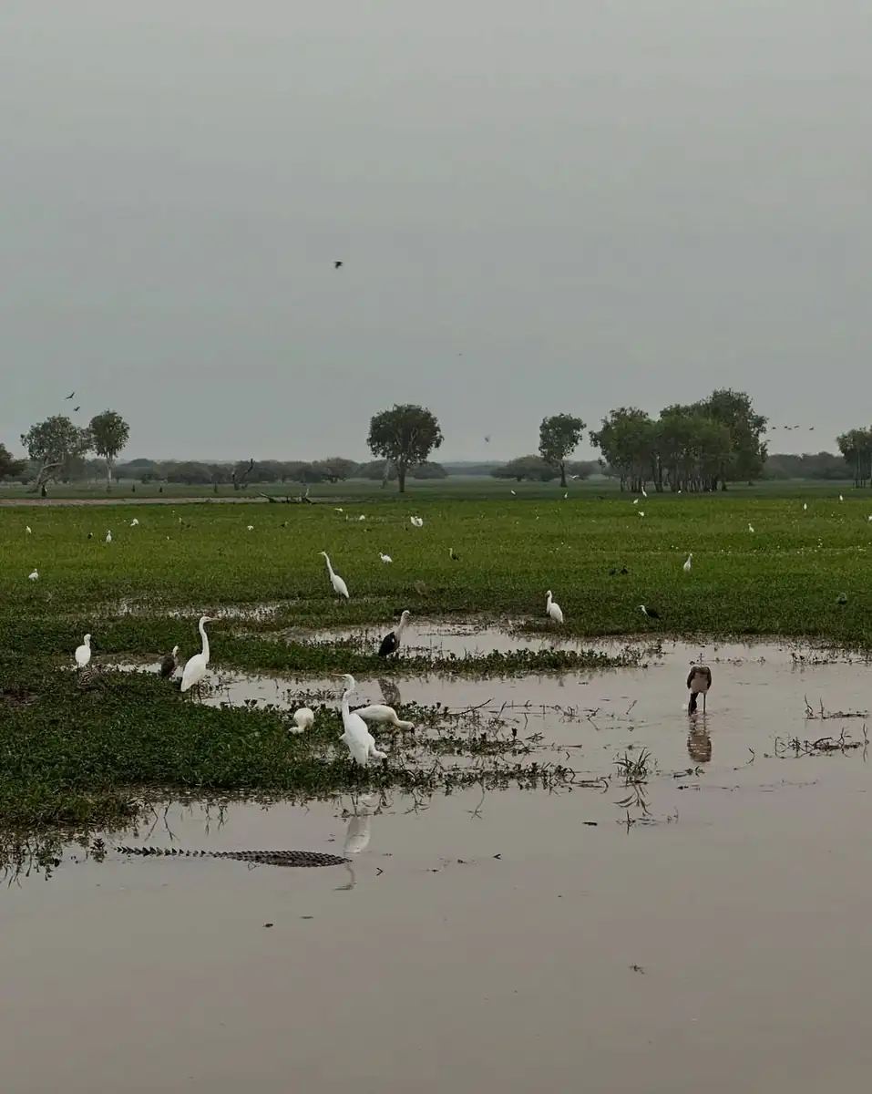 Wildlife Awareness and Being Croc-Smart
